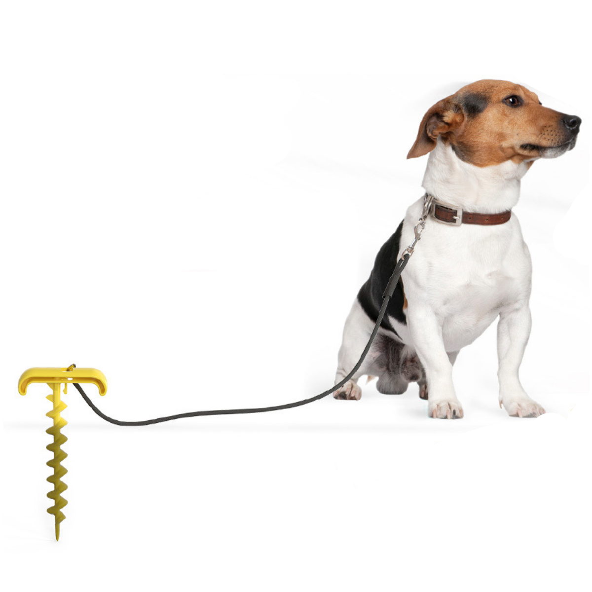 Anchor Pull Dog Toy